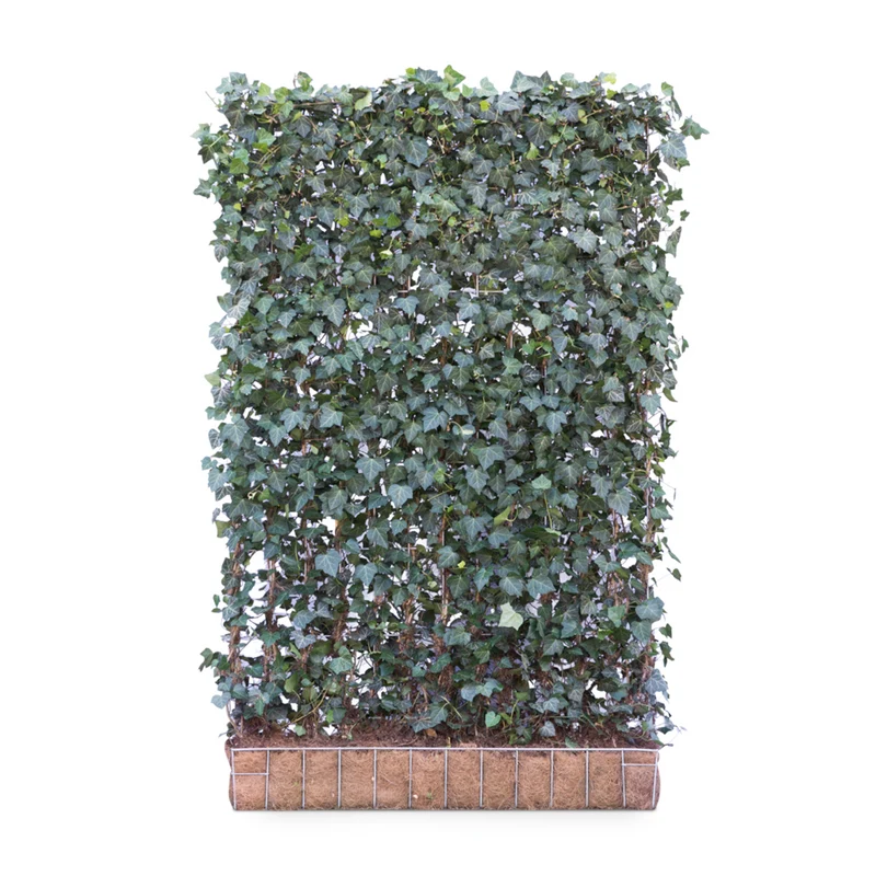 Mobilane Fertighecke - Hedera helix Woerner