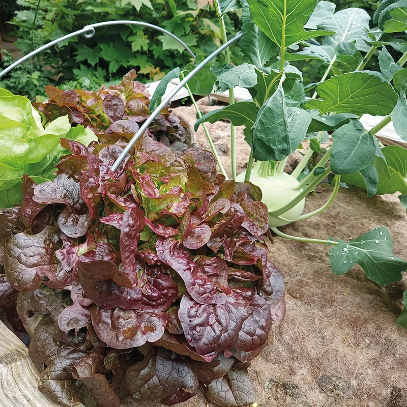 bellissa Mulch- & Unkrautvlies, L200 x B100 x H0,5 cm, 100% Schafwolle