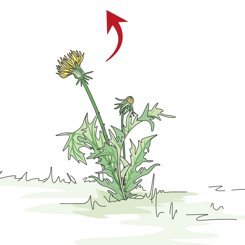 bellissa Mulch- & Unkrautvlies, L200 x B100 x H0,5 cm, 100% Schafwolle