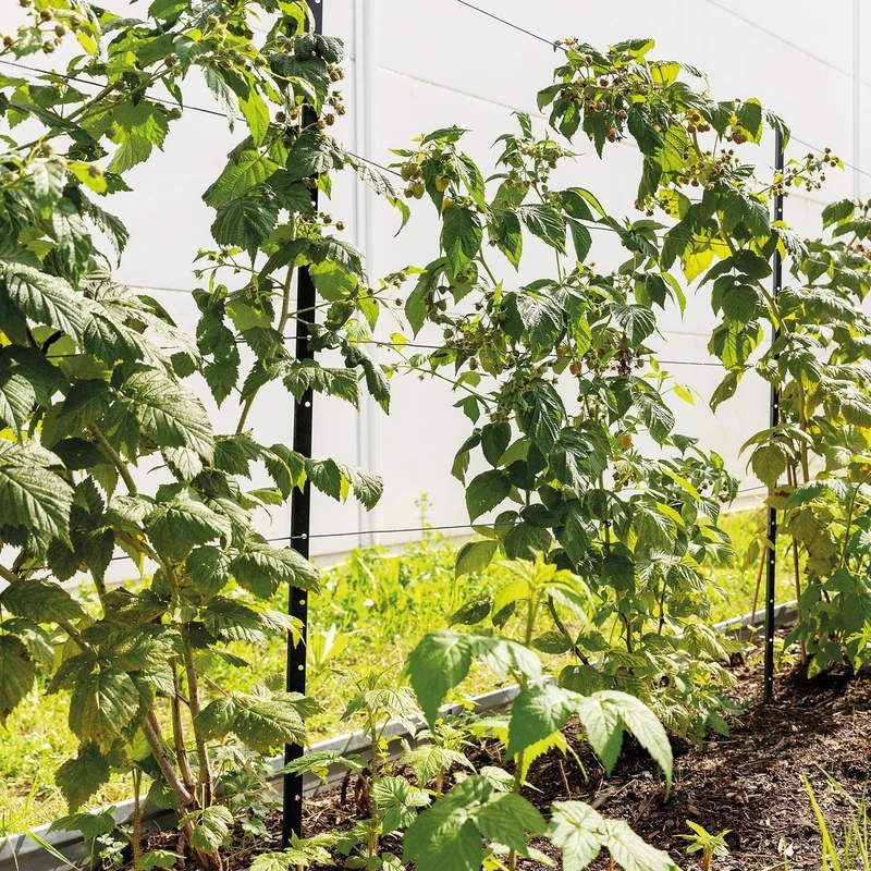 bellissa Himbeer & Brombeer Rankhilfe HIMBEERTRAUM:L300 x B3 x H180cm