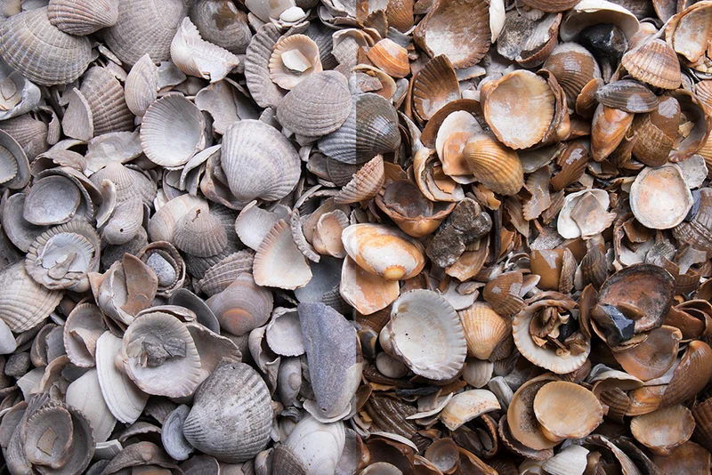 Muschelkies