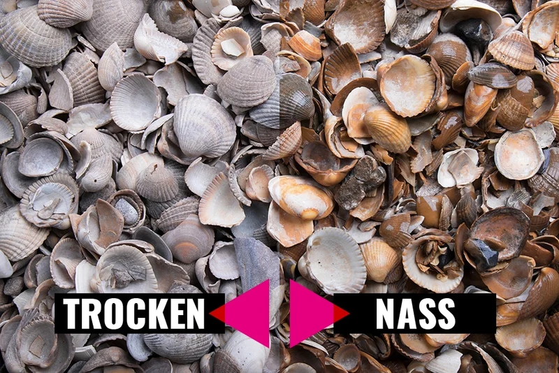 Muschelkies