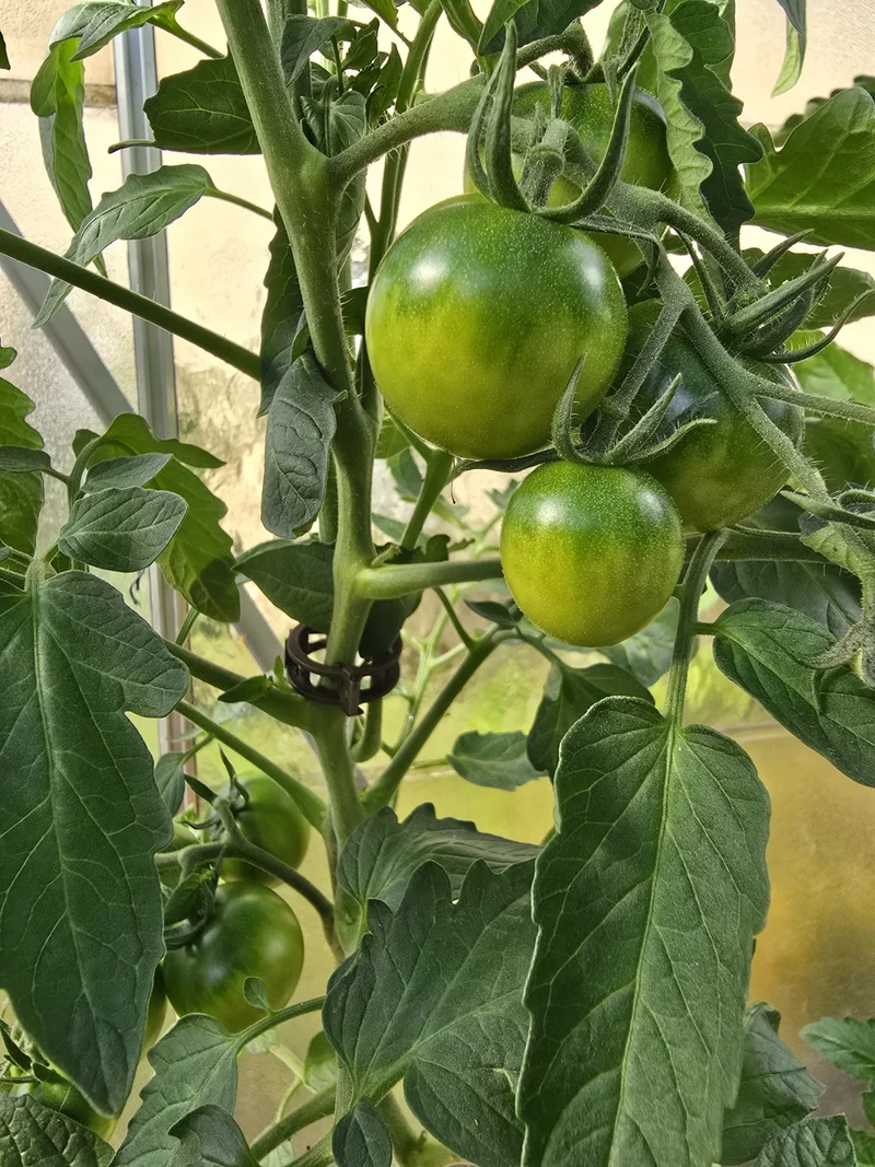 Pflanzenclips für Tomaten Paprika Gurken Rankhilfe ⌀ 22 mm mit Schnurführung 50 Stück
