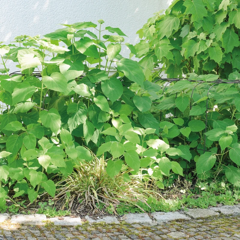 bellissa Annabelle Hortensienstütze - 75 cm x 72 cm x 80 cm