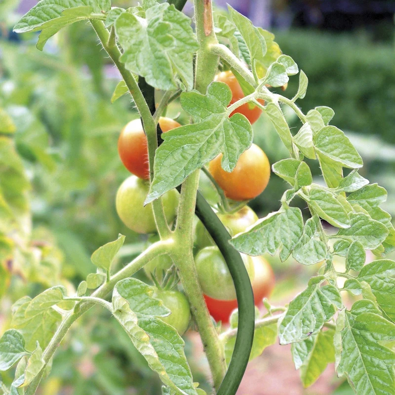 bellissa Tomatenspirale grün 170cm Ø 8mm