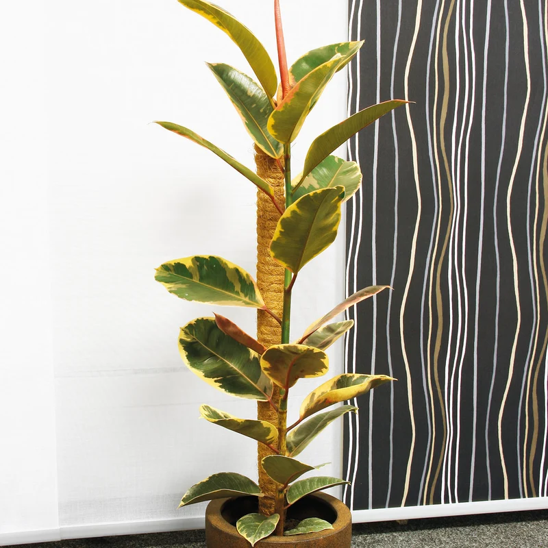 bellissa Kokosstab 80cm Ø 45mm