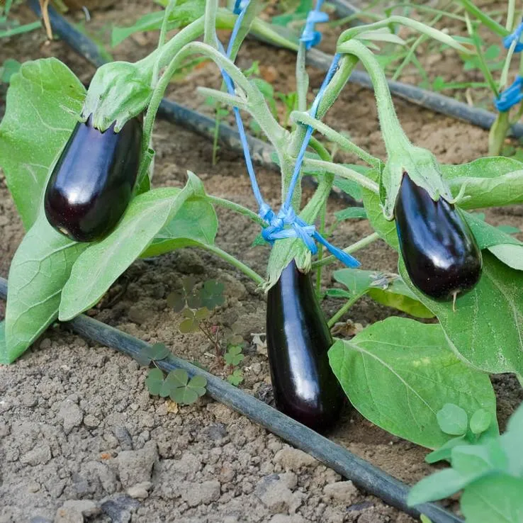 Gemüse-Pflanz-Kits "Farmtastik" je 1x Kirschtomate, Aubergine, Paprika plastikfrei
