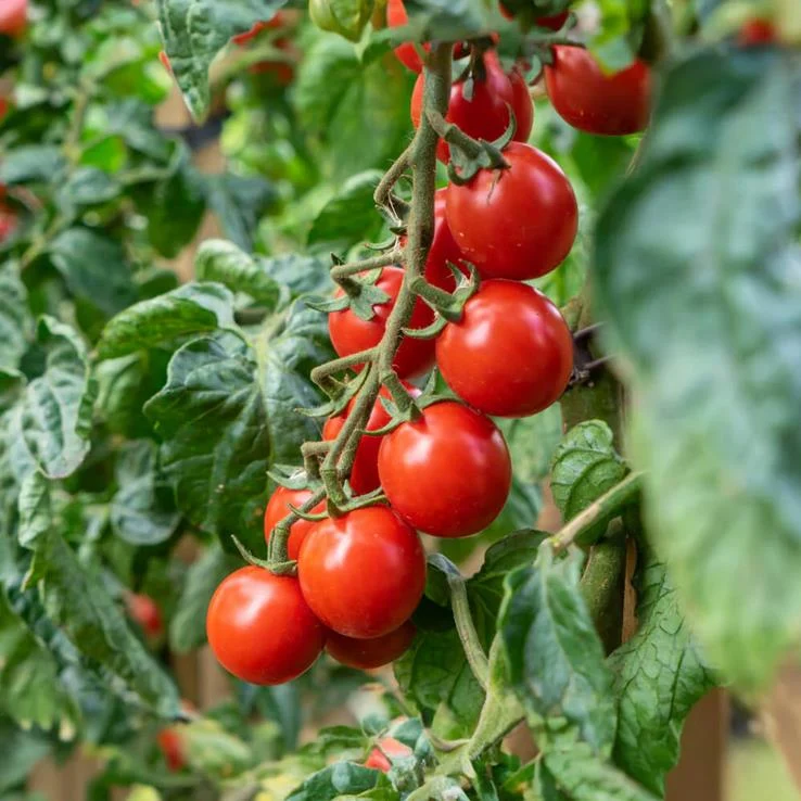 Gemüse-Pflanz-Kits "Farmtastik" je 1x Kirschtomate, Aubergine, Paprika plastikfrei