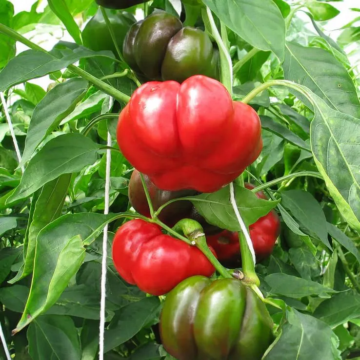 Gemüse-Pflanz-Kits "Farmtastik" je 1x Kirschtomate, Aubergine, Paprika plastikfrei