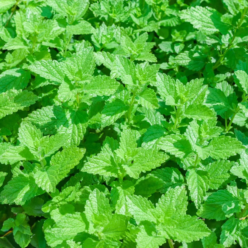 Kräuter-Pflanz-Kits "Herbalist" je 1x Basilikum Rotblättrig Zitronenmelisse Thymian plastikfrei