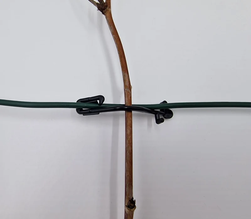 Himbeerklammer Drahtklammer weich Weinbau Beerenanbau 100 Stück Kunststoff 6,5 cm