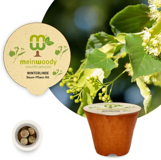 Winterlinde Baum-Pflanz-Kit Pflanzkit Pflanzanleitung plastikfreier Pflanztopf Linde
