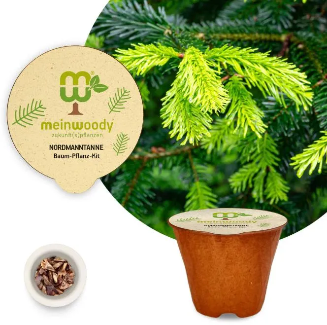 Nordmanntanne Baum-Pflanz-Kit Pflanzkit Pflanzanleitung plastikfreier Pflanztopf Tanne