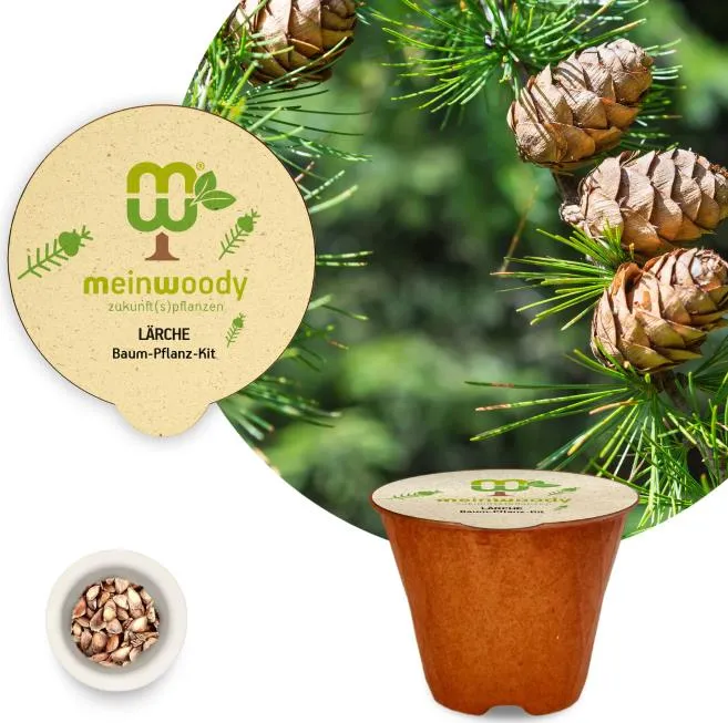 Lärche Baum-Pflanz-Kit Pflanzkit mit Pflanzanleitung plastikfreier Pflanztopf