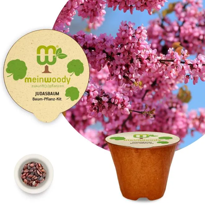 Judasbaum Baum-Pflanz-Kit Pflanzkit mit Pflanzanleitung plastikfreier Pflanztopf
