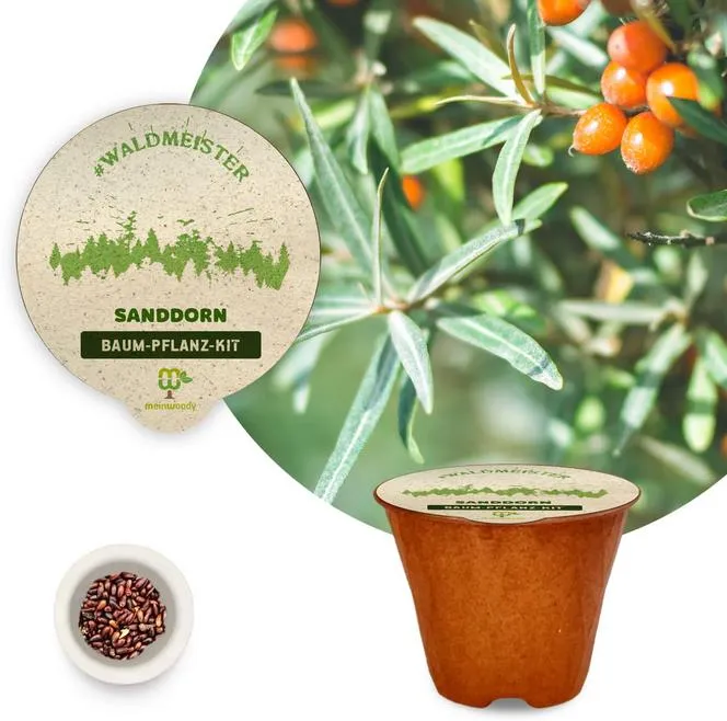 Baum-Pflanz-Kit "Waldmeister" je 1x Lärche Lebensbaum Sanddorn Pflanzkit plastikfrei