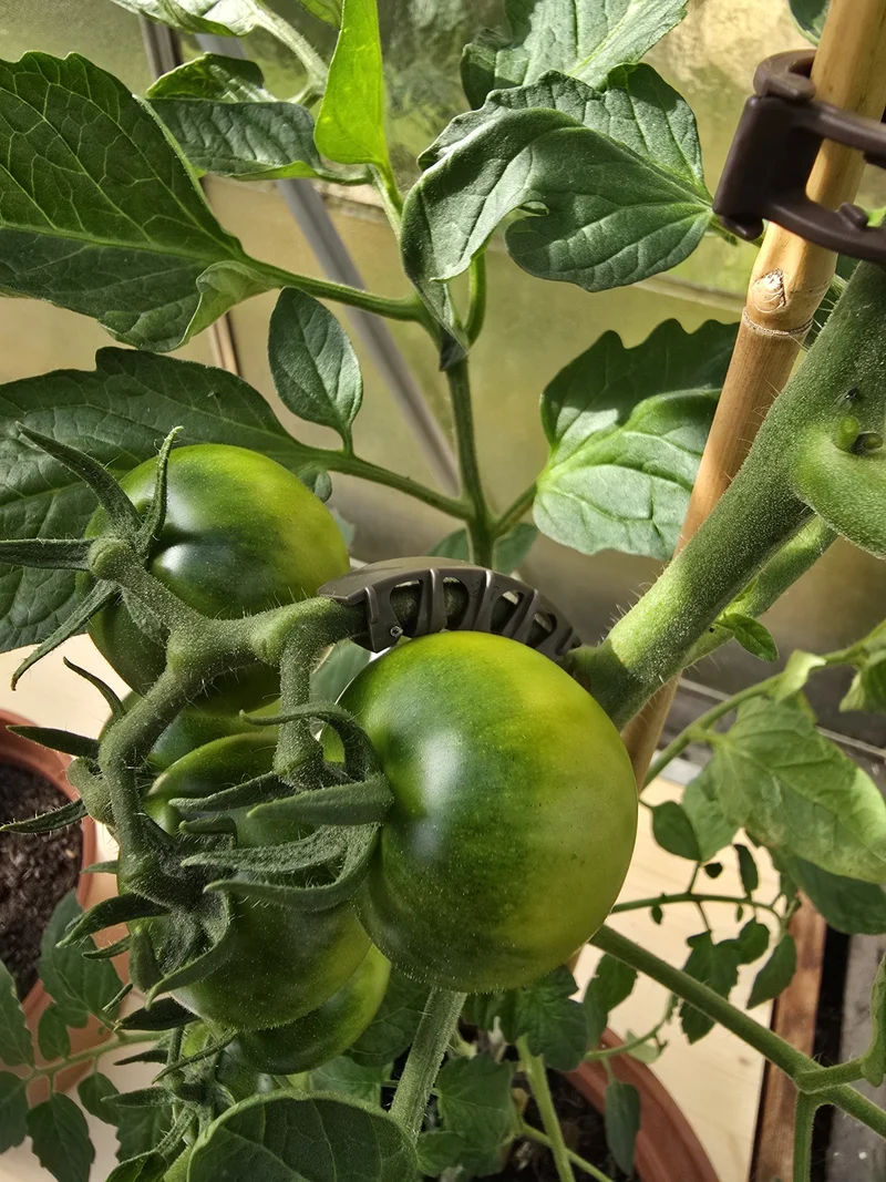 Rispenhalter Rispenbügel für Tomaten Paprika Gurken Rankhilfe 5,5 mm Braun 50 Stück