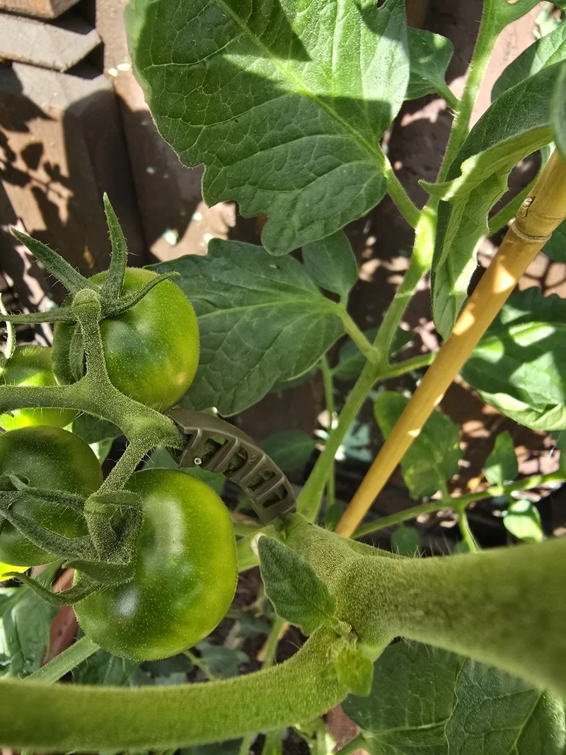Rispenhalter Rispenbügel für Tomaten Paprika Gurken Rankhilfe 5,5 mm Braun 50 Stück