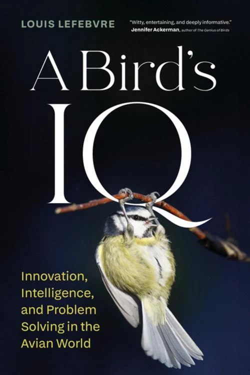 A Bird's IQ